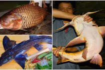 Cá hiếm dị hợm sốt xình xịch trên bàn nhậu đại gia Việt