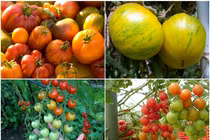 Cà chua ngũ sắc độc lạ hút hàng, có nên mua?