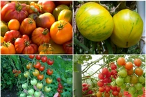 Cà chua ngũ sắc độc lạ hút hàng, có nên mua?