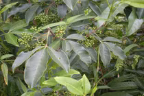 Cận cảnh loại cây bí ẩn thương lái Trung Quốc tận thu ở VN