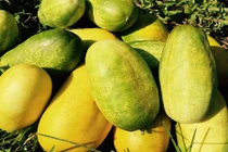 Trái “cứu người”, quả đặc sản Việt đang sốt xình xịch