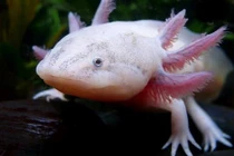 Cận cảnh “quái vật nước” 6 sừng ở Lâm Đồng