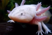 Cận cảnh “quái vật nước” 6 sừng ở Lâm Đồng