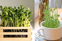 Những hạt giống cây mini để bàn “sốt xình xịch“