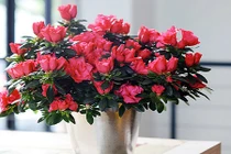 10 loại hoa phong thủy cực “chuẩn” nên chọn dịp Tết