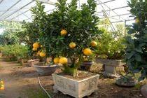 Soi giá bưởi cảnh cầu tài lộc hút khách Hà Nội