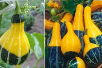 Cách trồng dưa lọ hiếm lạ hút khách Hà Nội lùng mua