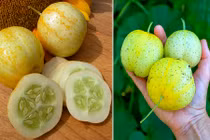 Dưa chuột chanh độc lạ bất ngờ hái ra tiền