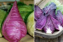 Bà nội trợ phát sốt với giống bắp cải tím hình tháp