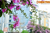 Hoa bằng lăng nở bừng sáng những con đường tháng 5 Hà Nội