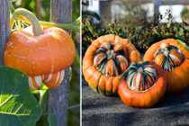 Bí mũ cam siêu độc vừa ăn vừa trồng làm cảnh