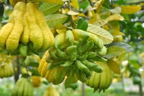 Ngắm “bàn tay Phật” tiền triệu xuống phố đón Tết