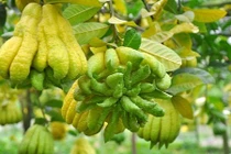 Ngắm “bàn tay Phật” tiền triệu xuống phố đón Tết