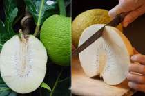 Dân văn phòng lùng mua quả sa kê giá bèo