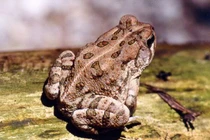 Chi đống tiền để săn đặc sản giết người