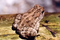 Chi đống tiền để săn đặc sản giết người