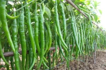 Tò mò quái ớt kỳ lạ đốn tim bà nội trợ Việt