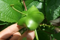 Bí mật về vua các loại hạt đang sốt ở Việt Nam