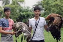Hé bí quyết huấn luyện chim săn giá bạc triệu của cặp song sinh