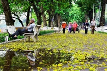 Lá vàng nhuộm phố Hà Nội đẹp đến nao lòng