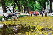 Lá vàng nhuộm phố Hà Nội đẹp đến nao lòng