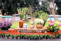 Ngắm vườn hoa xuân rực rỡ chào Tết tại Hà Nội 
