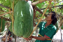 Kinh ngạc loạt quả khổng lồ quái dị ở Việt Nam