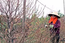 Cận cảnh làng đào Nhật Tân gấp rút vào mùa "hốt bạc"