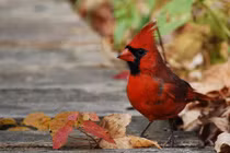 4 loại chào mào đắt đỏ đại gia Việt lùng biếu Tết