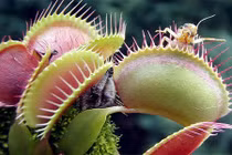 Dân Hà Nội mê mẩn cây bắt mồi mini giá bèo