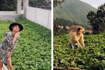 Bất ngờ vườn rau sạch mướt mắt nhà sao Việt