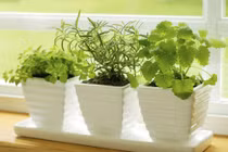 Mua gì để diệt muỗi đối phó virus Zika? 