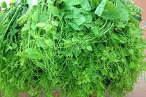 Rau bò khai giá chát đang gây sốt có gì độc?