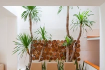 Báo ngoại “mổ xẻ” nhà ống vườn treo xanh mướt ở TPHCM