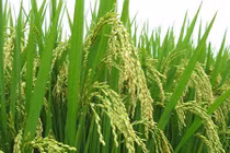 Hàng độc 2016: Lúa đồng lên chậu cảnh chơi Tết