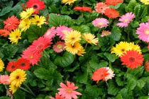 Bật mí những loại hoa cắm Tết rước tài lộc vào nhà