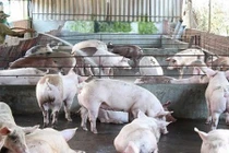 Những lần thương lái TQ thu mua lợn VN gây xôn xao