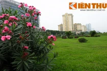 Cây tử thần đẹp mê hồn nhưng cực độc trồng nhan nhản khắp Hà Nội