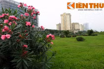 Cây tử thần đẹp mê hồn nhưng cực độc trồng nhan nhản khắp Hà Nội