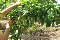 Cận cảnh loại chanh dây lái thương Trung Quốc đang mua ồ ạt