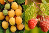 Mong trẻ đẹp, chị em sôi sục lùng hạt giống mâm xôi