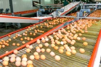 Trứng gà công nghiệp khổng lồ được sản xuất thế nào?