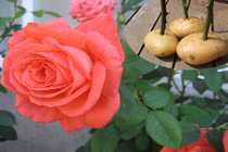 Tuyệt chiêu trồng hoa hồng siêu lớn bằng... khoai tây