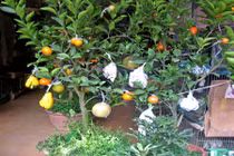 Cây ngũ quả tài lộc giá chát vẫn cháy hàng