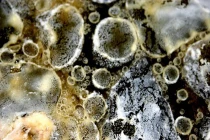  Nấm mốc trên tường ngày nồm... làm gì để tiêu diệt?