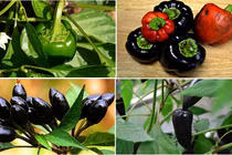 Ớt đen cực hiếm sốt xình xịch ở Hà Nội