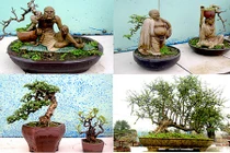 Tận mục vườn cảnh tiền tỷ độc lạ giữa Hà Nội 