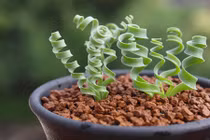 Hạt giống cỏ xoắn ốc giá bèo khiến khách hàng mê mẩn 