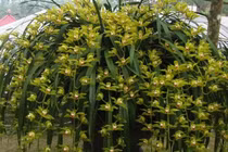 Bí mật ít biết về loại lan chơi Tết giá trăm triệu 