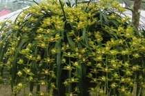 Bí mật ít biết về loại lan chơi Tết giá trăm triệu 